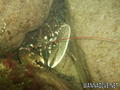 scuba diving photo