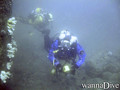 scuba diving photo