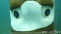scuba diving photo