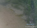 scuba diving photo
