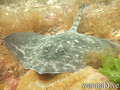 scuba diving photo