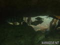 scuba diving photo