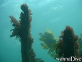 scuba diving photo