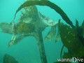 scuba diving photo