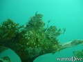 scuba diving photo