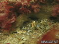 scuba diving photo