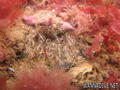 scuba diving photo