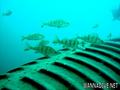 scuba diving photo