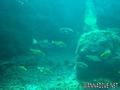 scuba diving photo