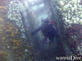 scuba diving photo
