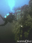 scuba diving photo