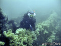 scuba diving photo