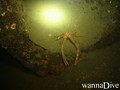 scuba diving photo