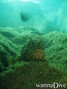 scuba diving photo