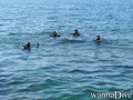 scuba diving photo