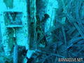 scuba diving photo
