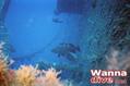 scuba diving photo