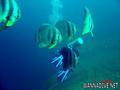 scuba diving photo