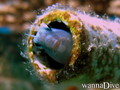 scuba diving photo