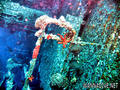 scuba diving photo