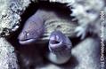 scuba diving photo