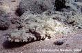 scuba diving photo