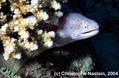 scuba diving photo