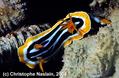 scuba diving photo