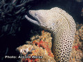 scuba diving photo