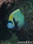 scuba diving photo