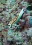 scuba diving photo