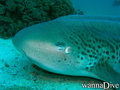 scuba diving photo