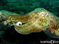 scuba diving photo