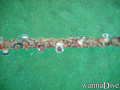 scuba diving photo