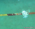 scuba diving photo