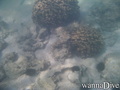 scuba diving photo