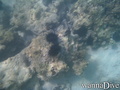 scuba diving photo