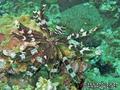 scuba diving photo