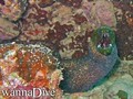 scuba diving photo