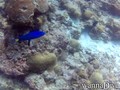 scuba diving photo