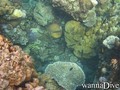 scuba diving photo
