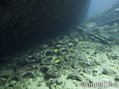 scuba diving photo