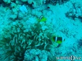 scuba diving photo