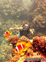 scuba diving photo