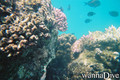 scuba diving photo