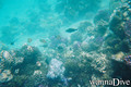scuba diving photo