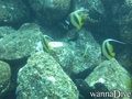 scuba diving photo