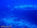 scuba diving photo