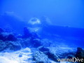 scuba diving photo