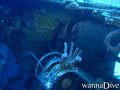 scuba diving photo